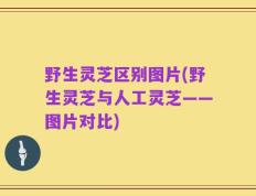 野生灵芝区别图片(野生灵芝与人工灵芝——图片对比)