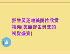 野生灵芝唯美图片欣赏视频(美丽野生灵芝的视觉盛宴)