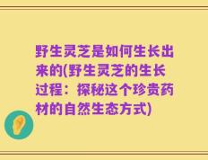 野生灵芝是如何生长出来的(野生灵芝的生长过程：探秘这个珍贵药材的自然生态方式)