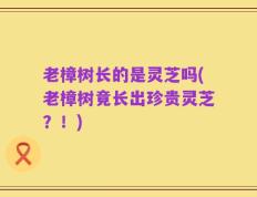 老樟树长的是灵芝吗(老樟树竟长出珍贵灵芝？！)