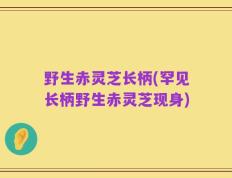野生赤灵芝长柄(罕见长柄野生赤灵芝现身)