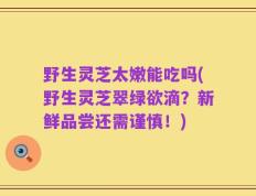 野生灵芝太嫩能吃吗(野生灵芝翠绿欲滴？新鲜品尝还需谨慎！)