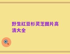 野生红豆杉灵芝图片高清大全