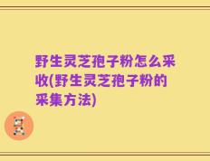 野生灵芝孢子粉怎么采收(野生灵芝孢子粉的采集方法)