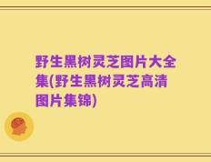 野生黑树灵芝图片大全集(野生黑树灵芝高清图片集锦)