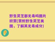 野生灵芝都无毒吗图片欣赏(赏析野生灵芝美图，了解其无毒成分)