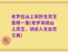 老罗在山上采野生灵芝是哪一集(老罗采摘山上灵芝，讲述人文自然之美)