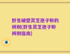 野生破壁灵芝孢子粉的辨别(野生灵芝孢子粉辨别指南)