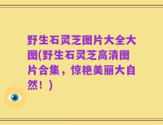 野生石灵芝图片大全大图(野生石灵芝高清图片合集，惊艳美丽大自然！)