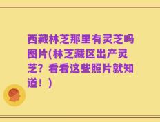 西藏林芝那里有灵芝吗图片(林芝藏区出产灵芝？看看这些照片就知道！)