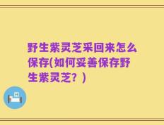 野生紫灵芝采回来怎么保存(如何妥善保存野生紫灵芝？)