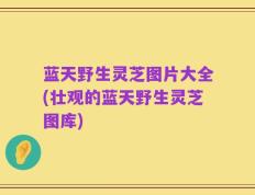 蓝天野生灵芝图片大全(壮观的蓝天野生灵芝图库)