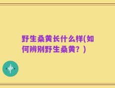 野生桑黄长什么样(如何辨别野生桑黄？)