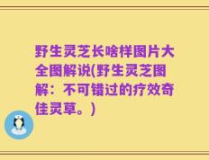 野生灵芝长啥样图片大全图解说(野生灵芝图解：不可错过的疗效奇佳灵草。)