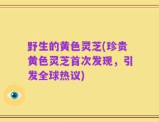 野生的黄色灵芝(珍贵黄色灵芝首次发现，引发全球热议)