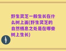 野生灵芝一般生长在什么树上面(野生灵芝的自然栖息之处是在哪些树上生长)