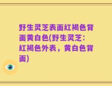 野生灵芝表面红褐色背面黄白色(野生灵芝：红褐色外表，黄白色背面)