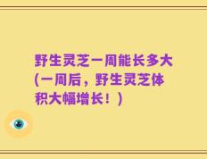 野生灵芝一周能长多大(一周后，野生灵芝体积大幅增长！)