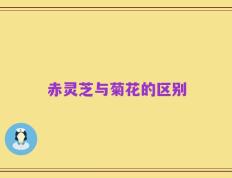 赤灵芝与菊花的区别