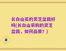 长白山买的灵芝盆栽好吗(长白山采购的灵芝盆栽，如何品质？)