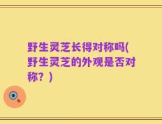 野生灵芝长得对称吗(野生灵芝的外观是否对称？)
