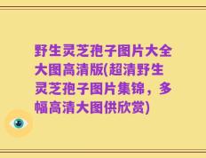 野生灵芝孢子图片大全大图高清版(超清野生灵芝孢子图片集锦，多幅高清大图供欣赏)