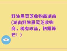 野生黑灵芝收购商湖南(湖南野生黑灵芝收购商，稀有珍品，初露锋芒！)