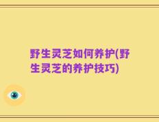 野生灵芝如何养护(野生灵芝的养护技巧)