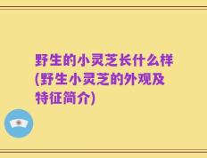 野生的小灵芝长什么样(野生小灵芝的外观及特征简介)