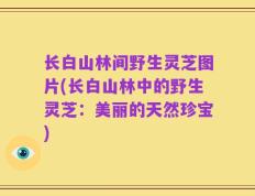 长白山林间野生灵芝图片(长白山林中的野生灵芝：美丽的天然珍宝)