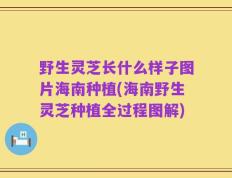 野生灵芝长什么样子图片海南种植(海南野生灵芝种植全过程图解)
