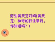 野生黄灵芝好吗(黄灵芝：神奇的野生草药，你知道吗？)