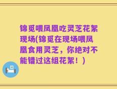 锦觅喂凤凰吃灵芝花絮现场(锦觅在现场喂凤凰食用灵芝，你绝对不能错过这组花絮！)