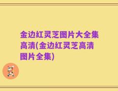 金边红灵芝图片大全集高清(金边红灵芝高清图片全集)