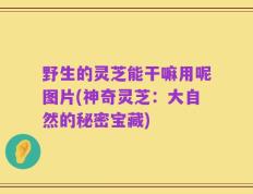 野生的灵芝能干嘛用呢图片(神奇灵芝：大自然的秘密宝藏)