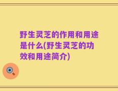 野生灵芝的作用和用途是什么(野生灵芝的功效和用途简介)