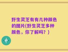 野生灵芝有有几种颜色的图片(野生灵芝多种颜色，你了解吗？)