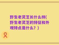 野生老灵芝长什么样(野生老灵芝的特征和外观特点是什么？)