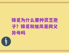 锦觅为什么要种灵芝孢子？锦觅和旭凤是同父异母吗