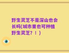野生灵芝不是深山也会长吗(城市里也可种植野生灵芝？！)