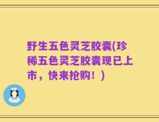 野生五色灵芝胶囊(珍稀五色灵芝胶囊现已上市，快来抢购！)