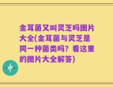 金耳菌又叫灵芝吗图片大全(金耳菌与灵芝是同一种菌类吗？看这里的图片大全解答)