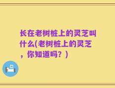 长在老树桩上的灵芝叫什么(老树桩上的灵芝，你知道吗？)