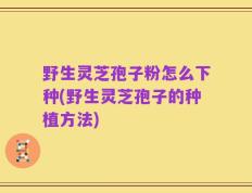 野生灵芝孢子粉怎么下种(野生灵芝孢子的种植方法)