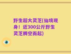 野生超大灵芝(仙境现身！近300公斤野生灵芝腾空而起)
