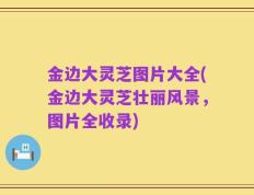 金边大灵芝图片大全(金边大灵芝壮丽风景，图片全收录)