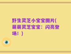 野生灵芝小宝宝图片(萌萌灵芝宝宝：闪亮登场！)