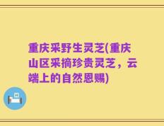 重庆采野生灵芝(重庆山区采摘珍贵灵芝，云端上的自然恩赐)
