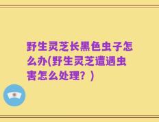 野生灵芝长黑色虫子怎么办(野生灵芝遭遇虫害怎么处理？)