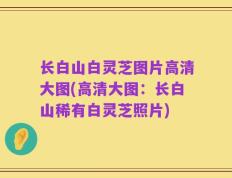 长白山白灵芝图片高清大图(高清大图：长白山稀有白灵芝照片)